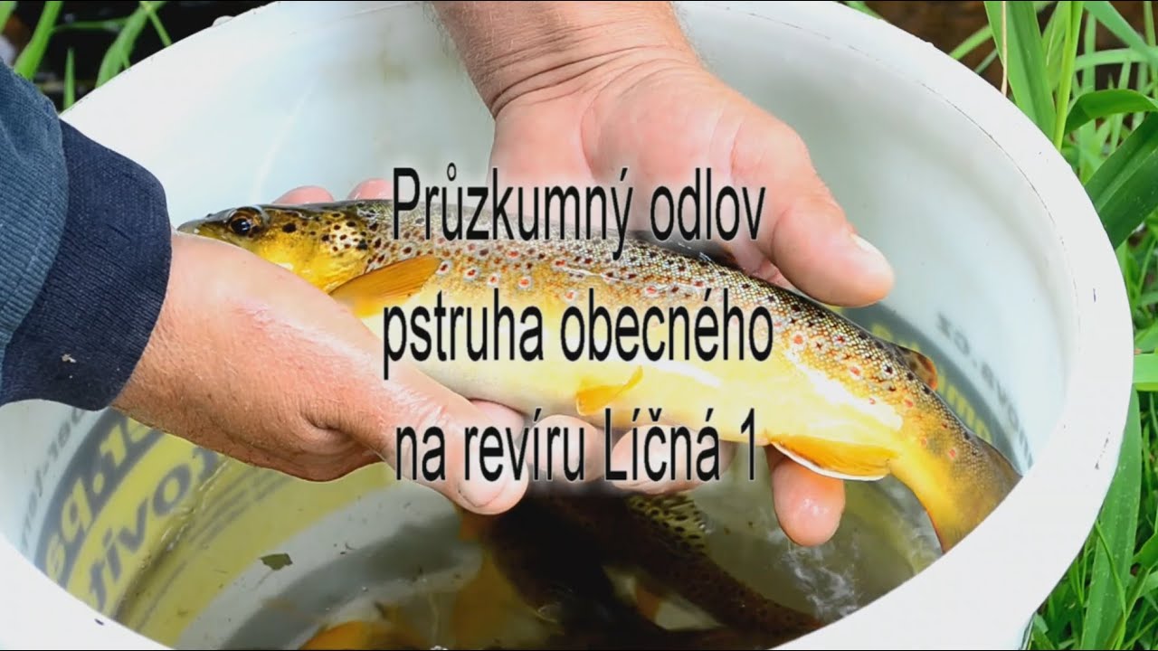 Průzkumný odlov pstruha obecného na revírů Líčná 1
