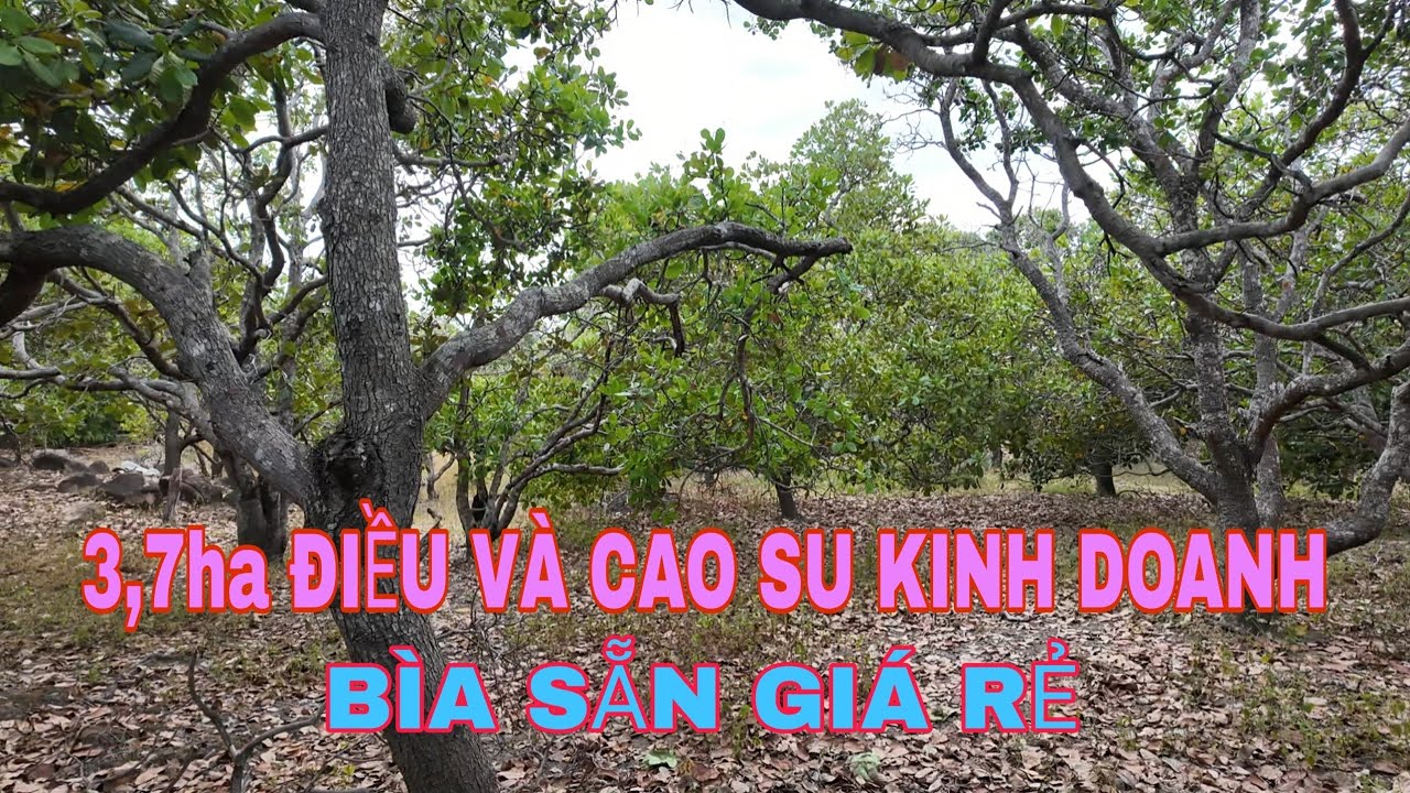 Nhượng lại 3,7ha cao su và điều kinh doanh giá rẻ 