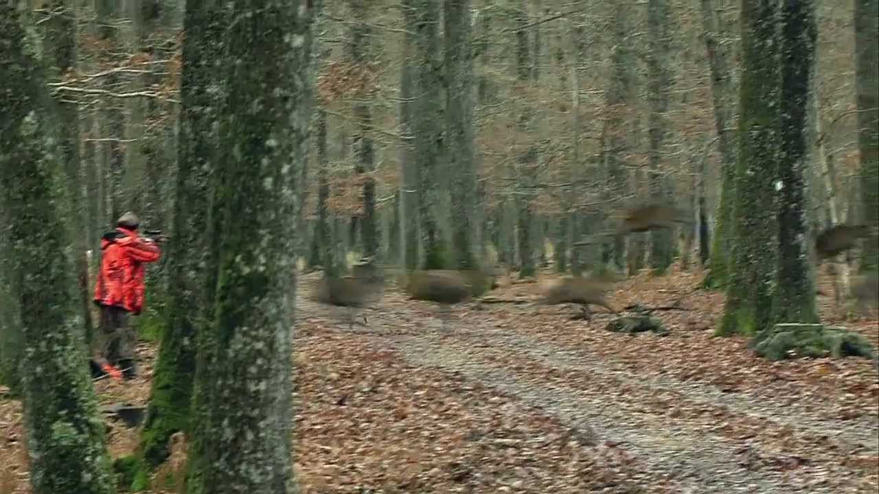 GRAND GIBIER APRES LA LIGNE DE TIR