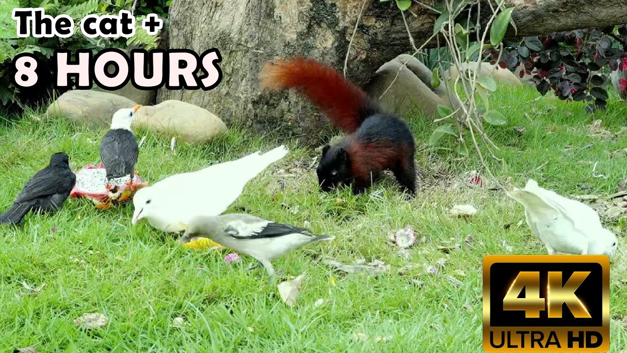 TV FOR CATS Sounds for Relaxation: 8 Hours of Nature TV for Cats (No Ads) @Nature-4ktv 12