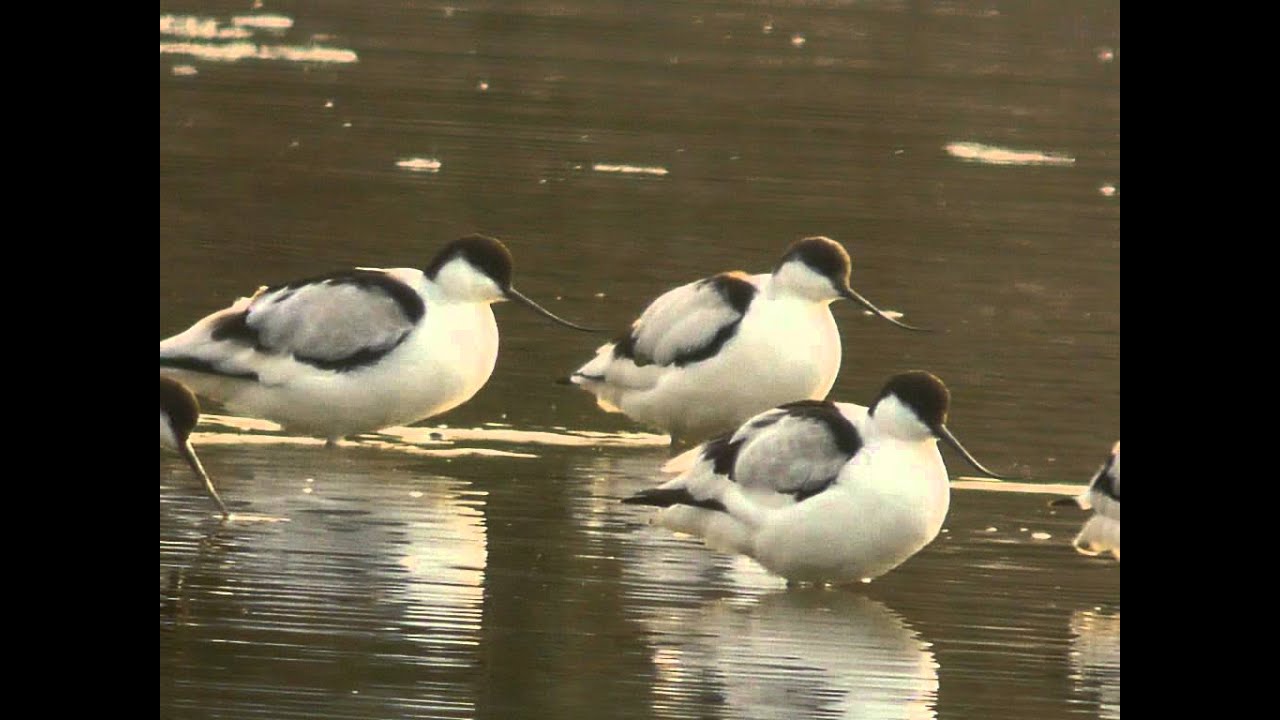 Avocet - Kluut