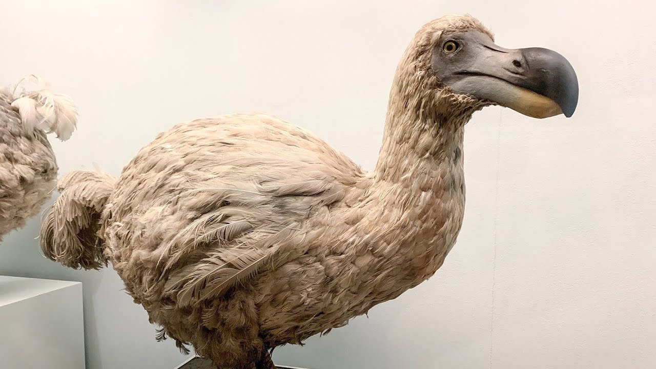 The DK paksi dodo