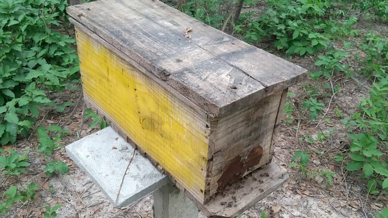 PRODUÇÃO DE RAINHAS DE APIS MELLIFERA.