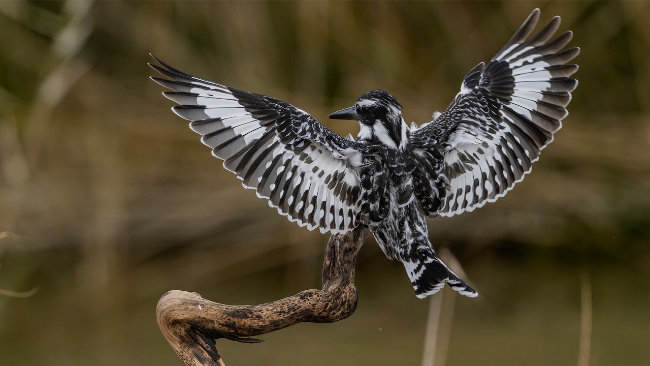 Pied Kingfisher / Alaca Yalıçapkını, Göksu, 2026