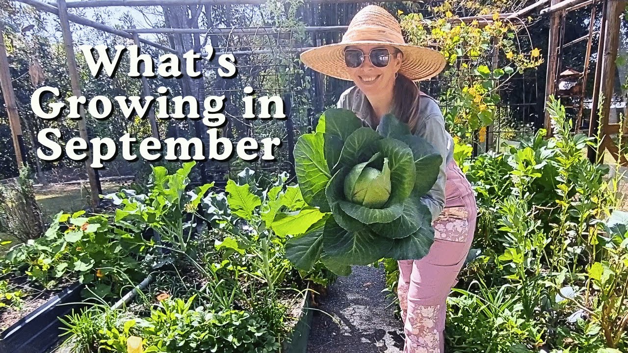 What's growing in my September subtropical garden in Australia. 🌿Mini Homestead Garden Tour.🌼