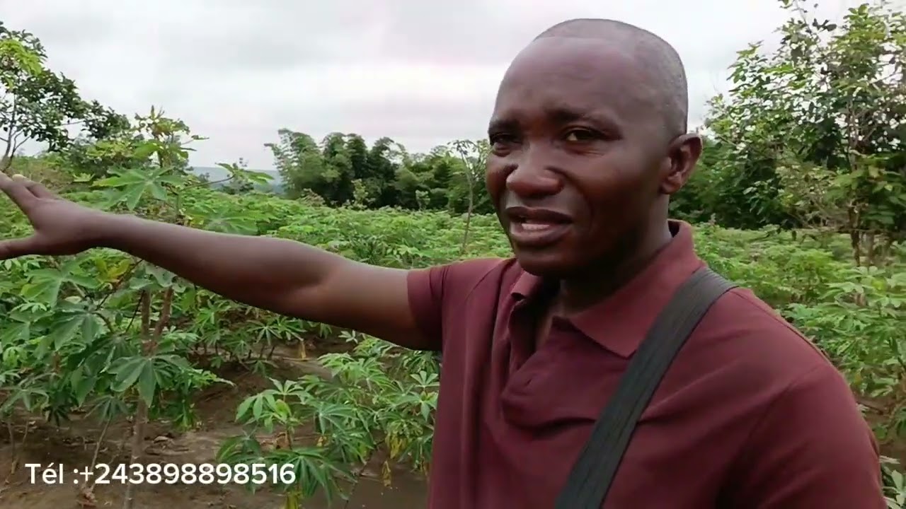 PROJET RÉUSSI À LA CONCESSION RÉGINE ET DÉBUT ENCORE D'UN HECTARE MANIOC