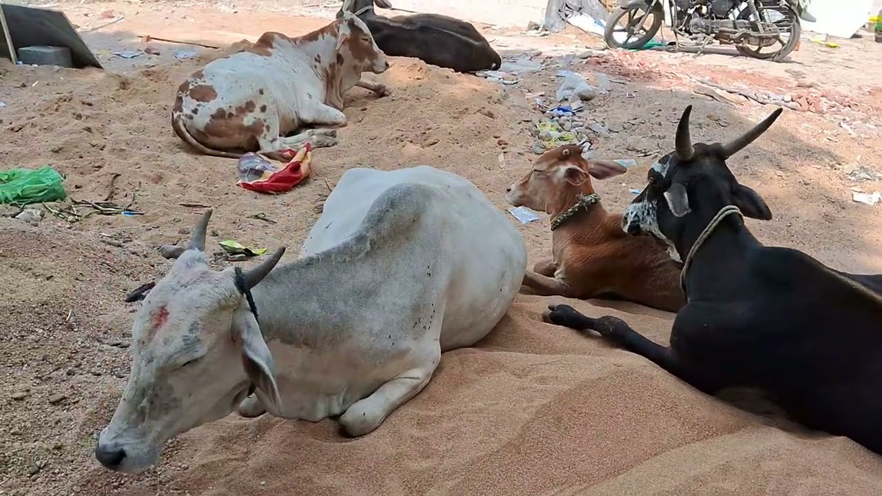 Cows & Festival's Wishes Through Muggulu & Traditional Indian Floor Art  Rangoli