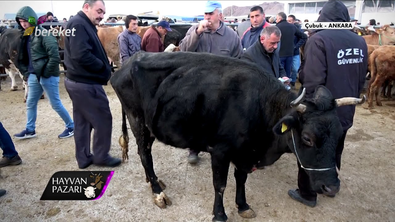 Hayvan Pazarı - Montofon Kırması İnek Fiyatı / Ankara - Çubuk