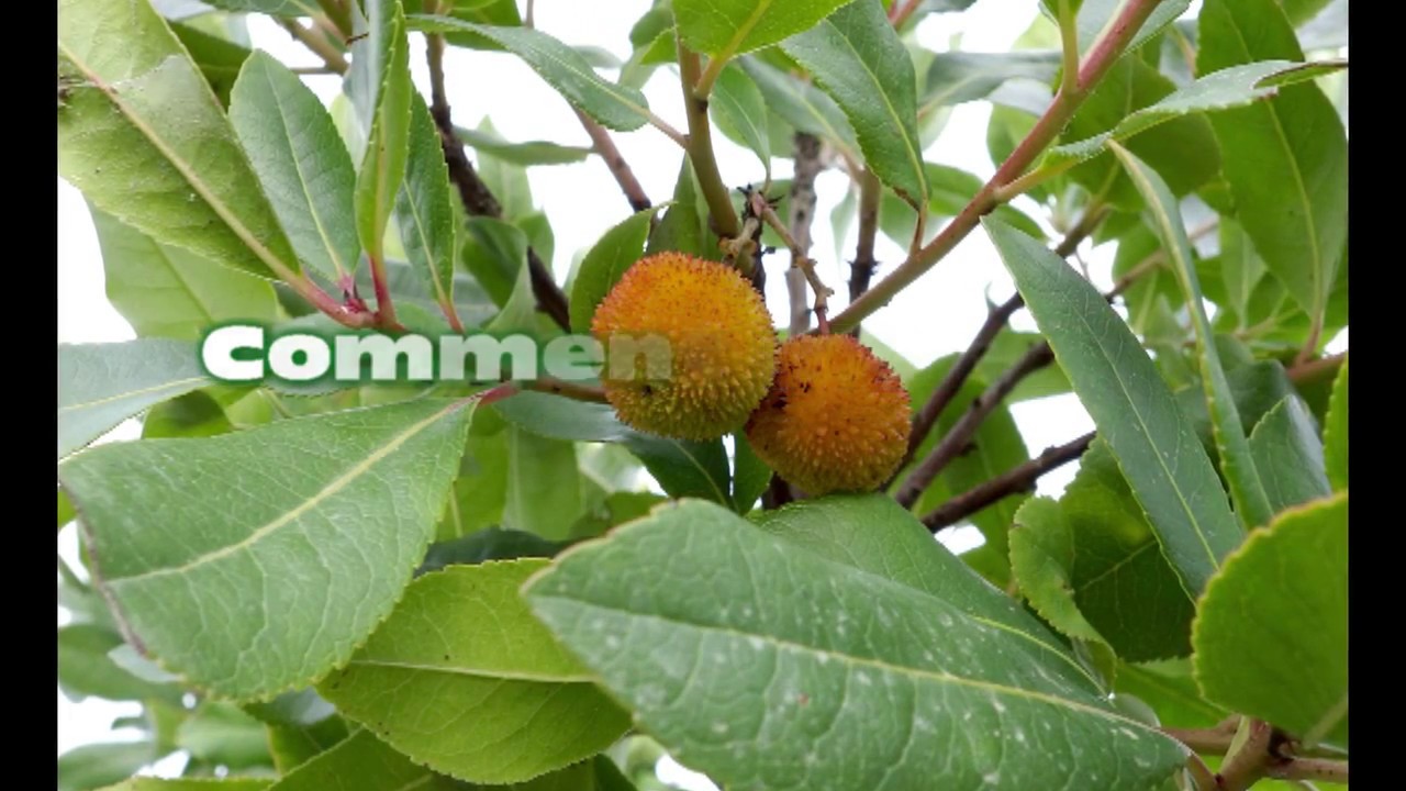 32 - Comment réussir la plantation d'un arbousier ?