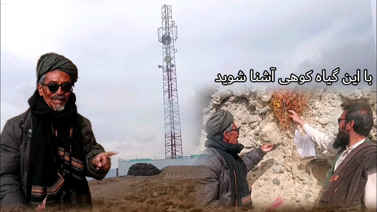 فواید و خواص  بعضی از گیاهان کوهی در منطقه 