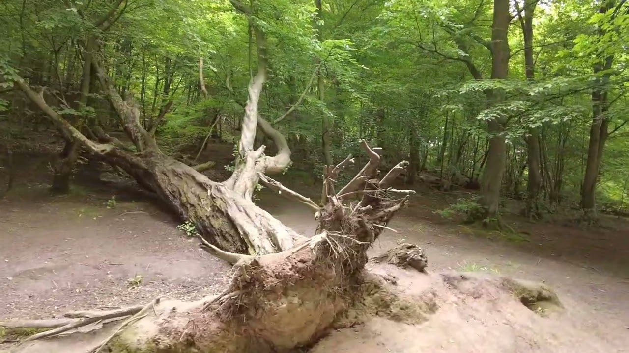 In Dibbinsdale Nature Park Wirral Latest 04 06 2022