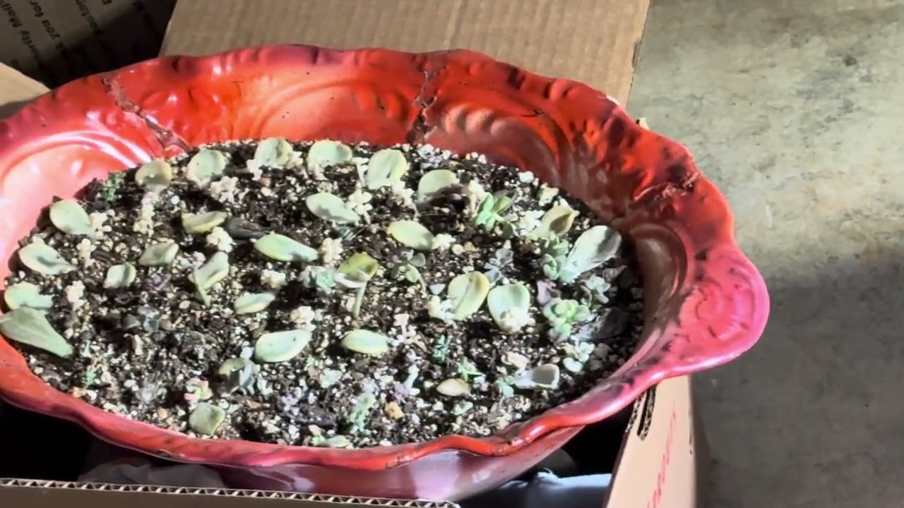 Succulents 31 - mix soil get pot for new succulents - Trộn Đất và chọn chậu Trồng Sen Đá 