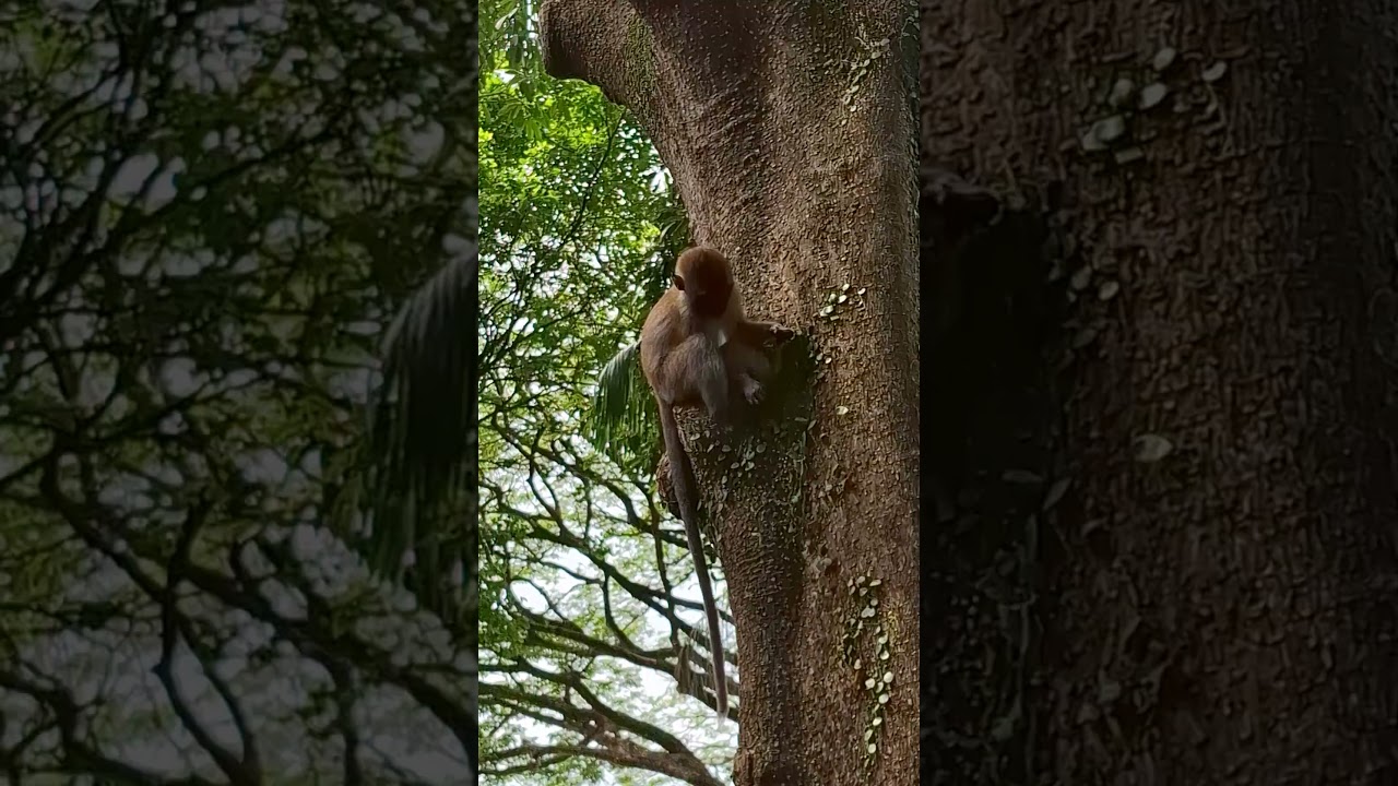 Amazing and Hard Working Monkey #shortvideo #infraordersimiformes #paraphyletic #hominoidea #simians