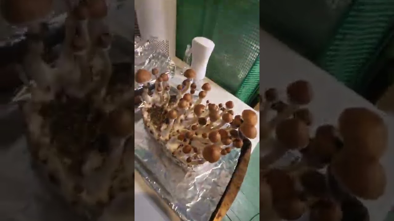 Mushroom Harvest