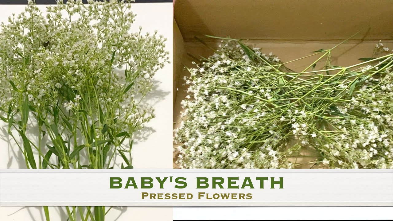 Baby's Breath Flower Pressing I How To Press A Flower