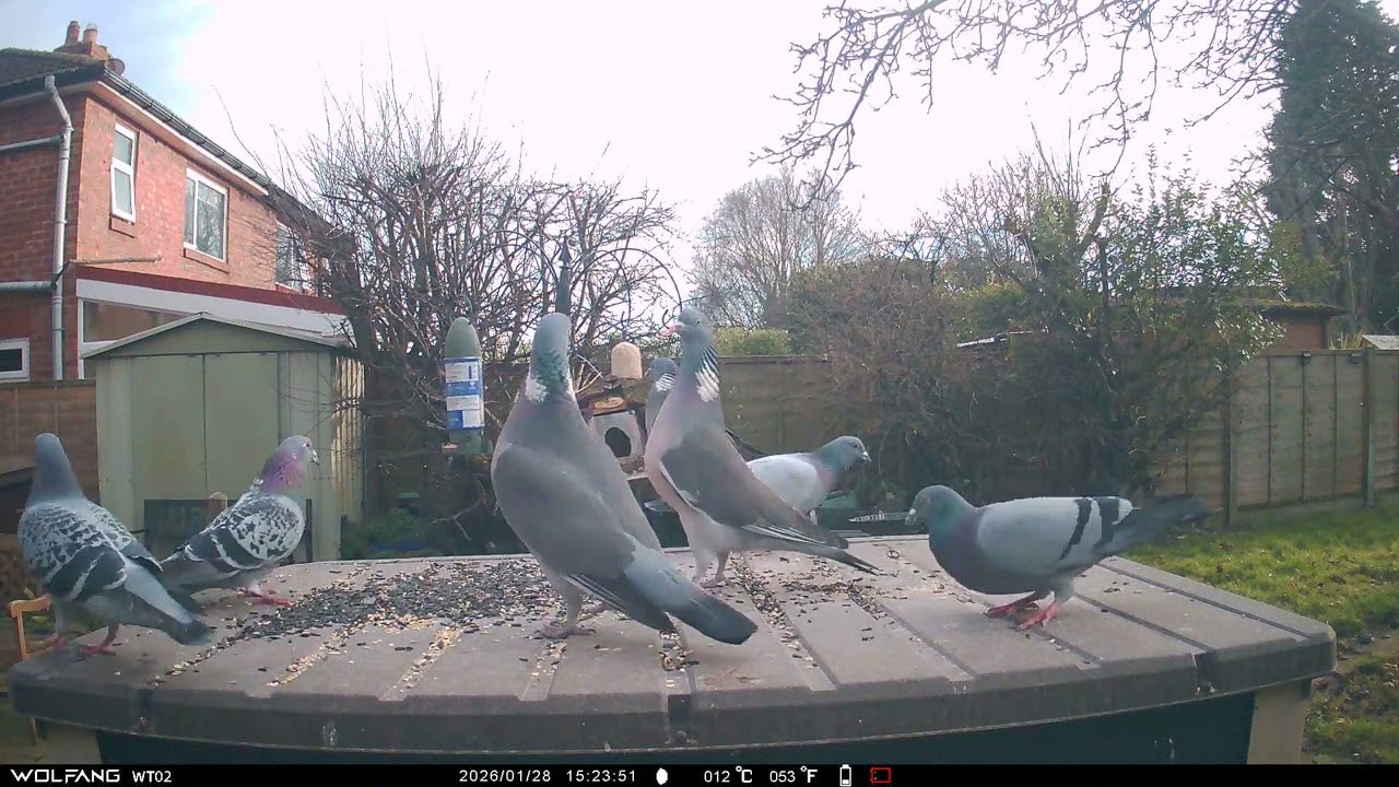 Pigeons have learned how to open the squirrel feeder