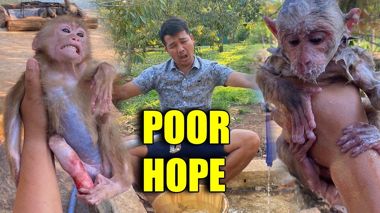 👉 &ldquo;Busy But Never Leaving Hope &ndash; A Poor Little Monkey That Breaks Hearts&rdquo;