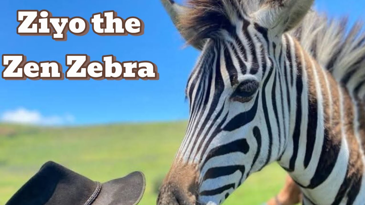 Ziyo the Zen Zebra- Gareth Mare'