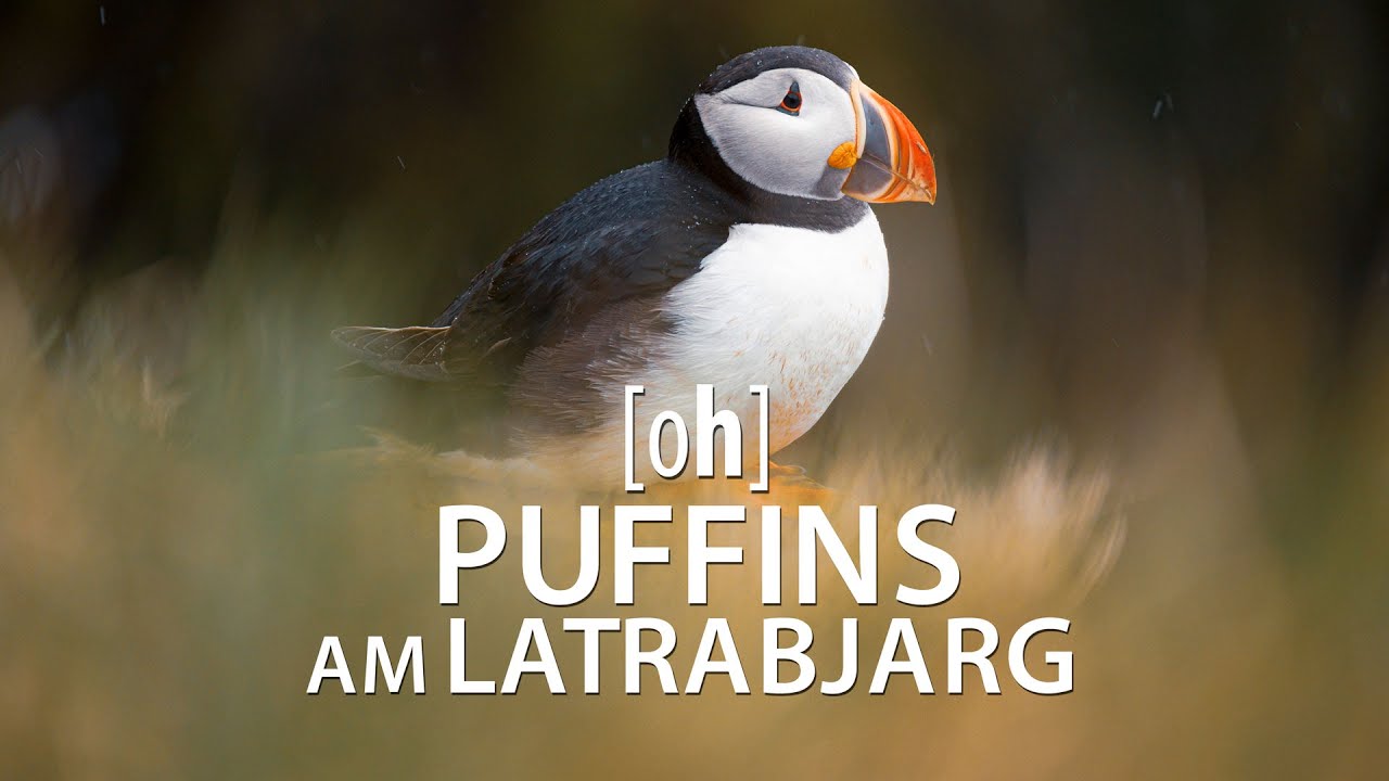 Puffins am Latrabjarg & Raudisandur - Papageientaucher, Westfjorde, Island