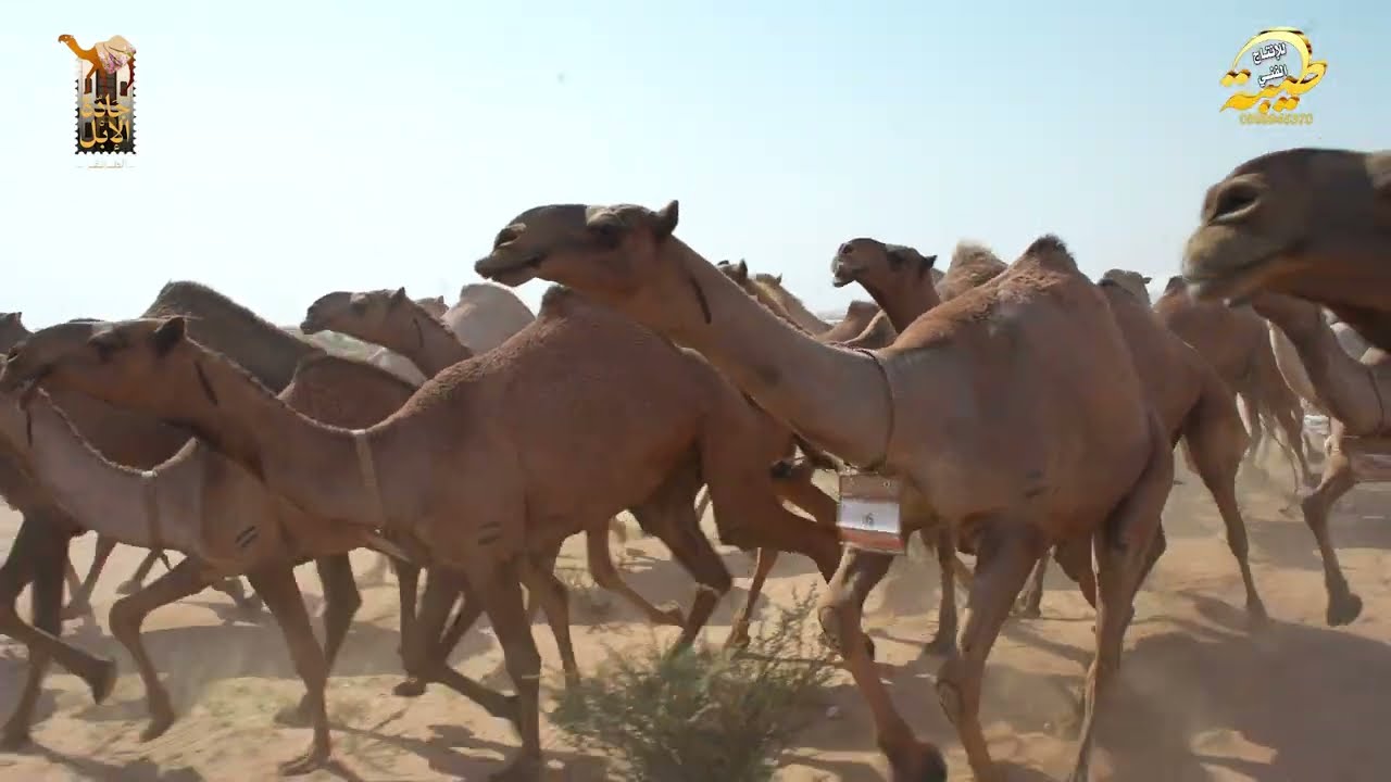 جواهر الشعل منقية / عبدالرحمن بن عبيد بن نشار