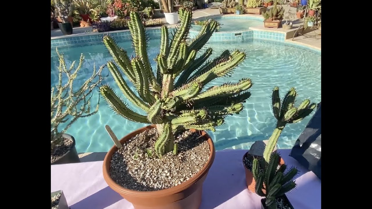 Euphorbia Enopla also known as Pincushion Euphorbia - Episode 38