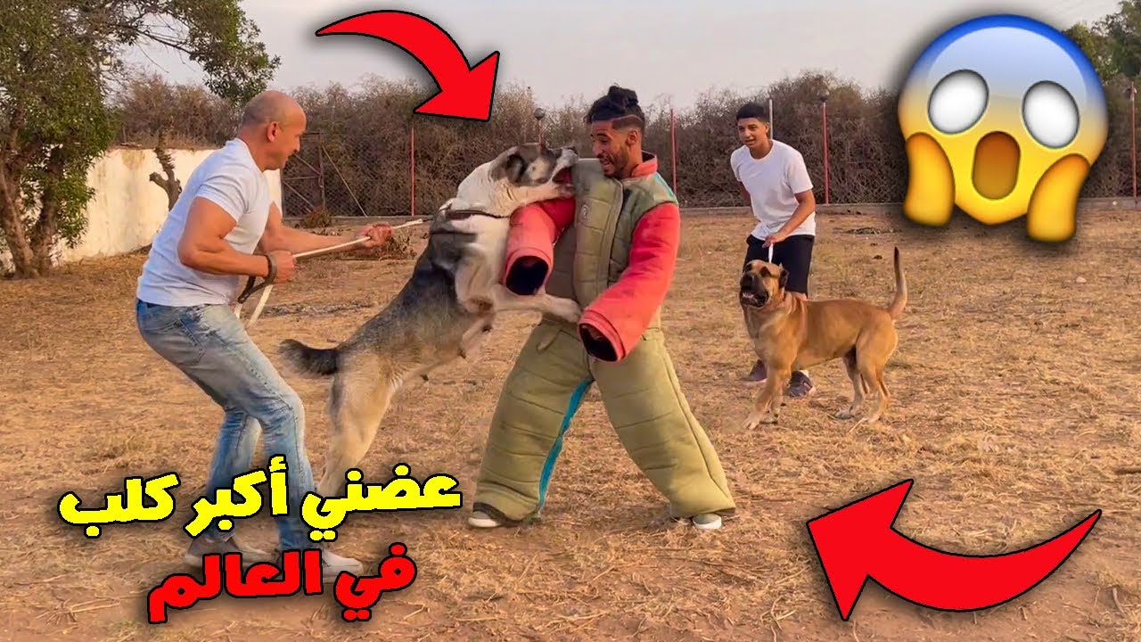 عضني أكبر كلب في العالم 😱💔 شاهد أضخم وأشرس الكلاب كيف تهاجم وقعة كارثة 🥲