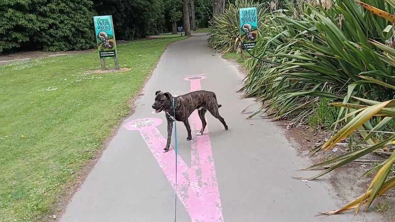 River trail walk with puppy
