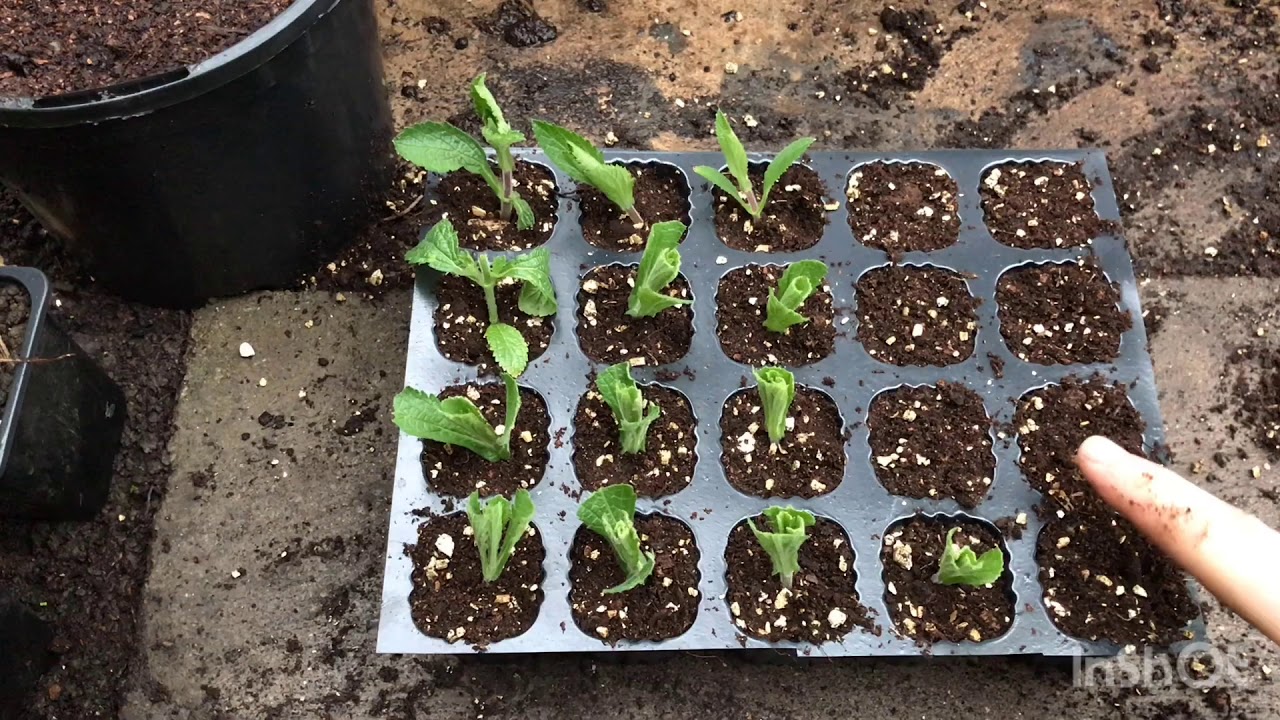 Verbena and lavender cuttings