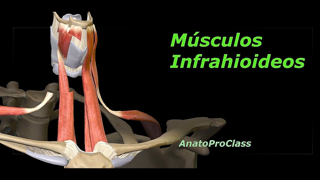 Músculos infrahioideos