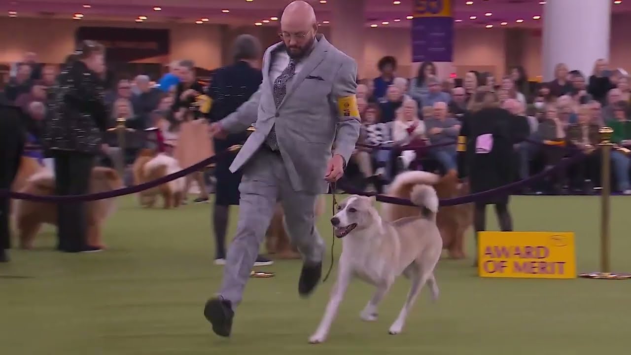 Canaan Dogs | Breed Judging 2026