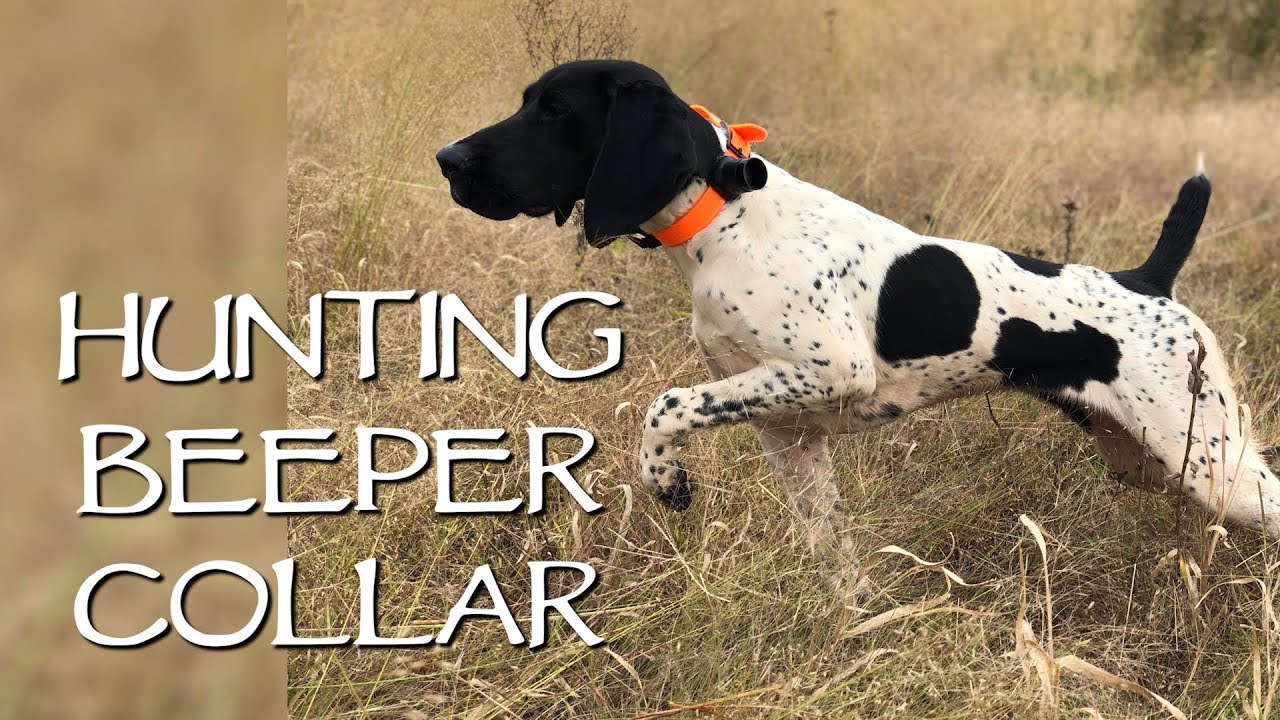 Hunting In The Field With A Beeper Collar - Upland Bird Dog Training
