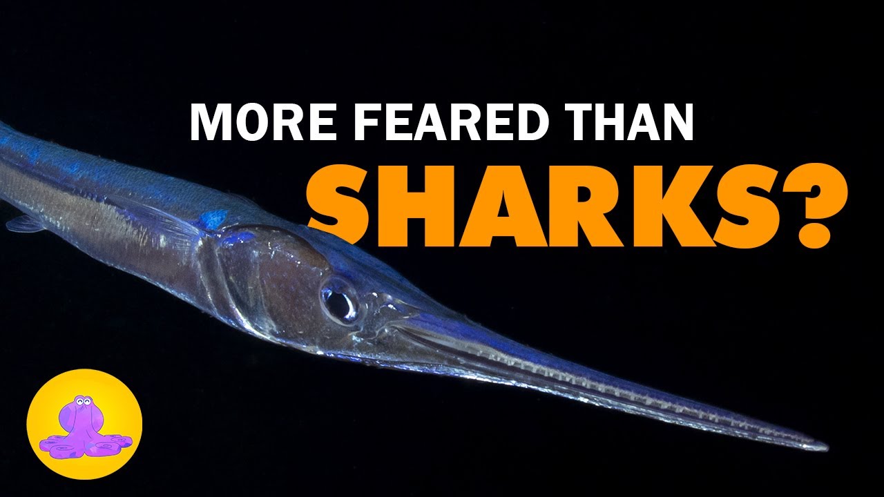 This Fish is the Ballistic Missile of the Ocean