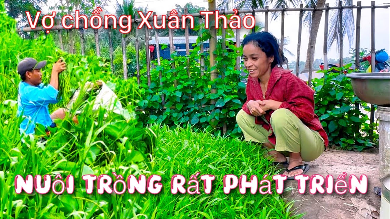 Vợ chồng Xuân Thảo săn sóc vật nuôi nay đã phát triển  ai thấy cũng thích.