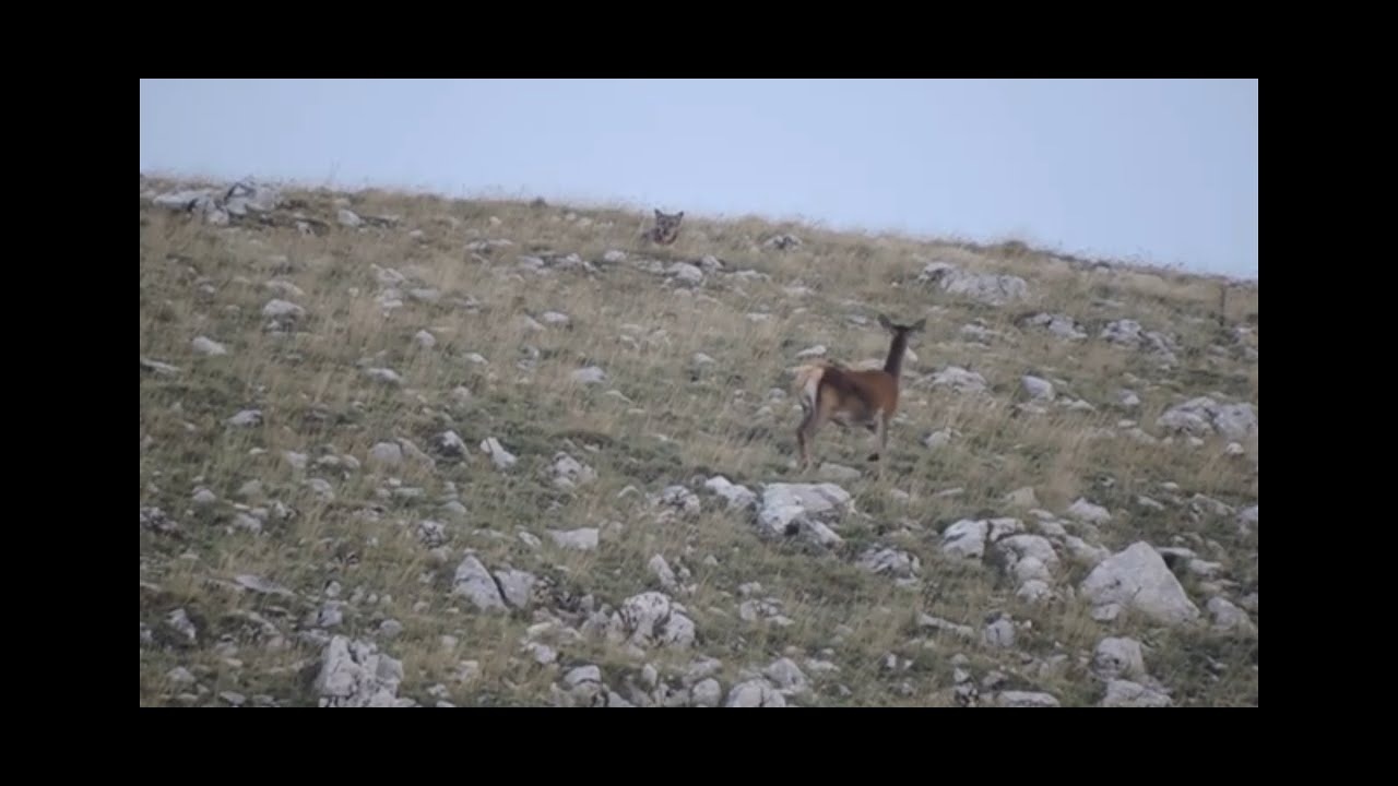 Lupo a caccia di cervi