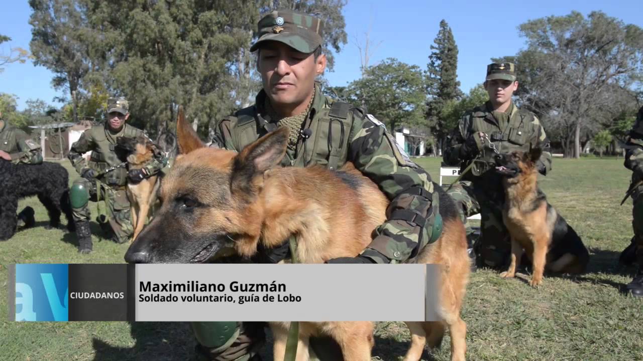 Perros con alma de soldados