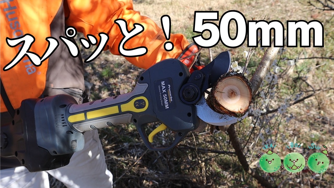 50ｍｍの枝もスパッと落とす！Prunarbo電動剪定バサミ｜ユズ剪定｜梅剪定｜便利ツール