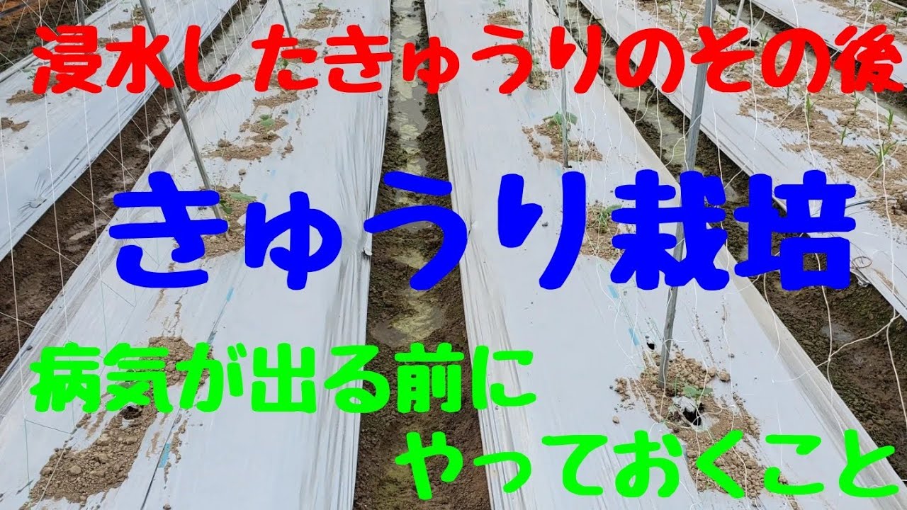 R.4.7/17 水に浸かった【きゅうり】のその後。病気が出る前にやっておく対処法。