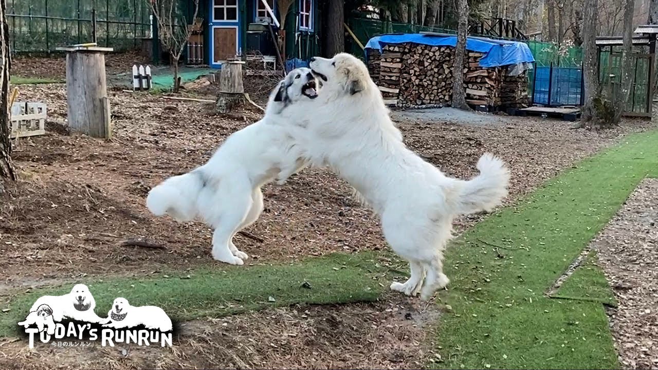 リボン攻防戦！パワーで圧倒するアランとスピードで凌駕するベルです　Great Pyrenees　グレートピレニーズ