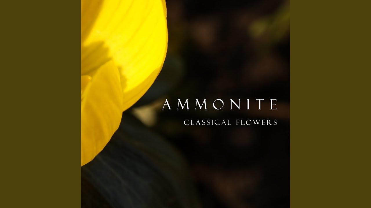 Mozart: 8 Minuets, K. 315a: No. 6 in D Major