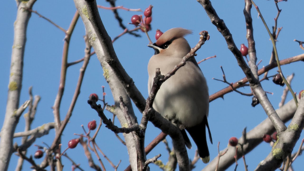 Brkoslav severní, Bombycilla garrulus, Bohemian Waxwining, Seidenschwanz,