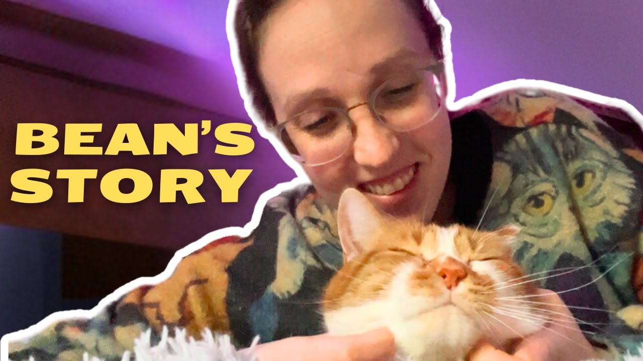 How A Stray Cat Found His Forever Home