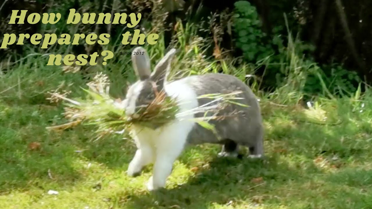 Bunny nest, the steps of creating it in the garden.