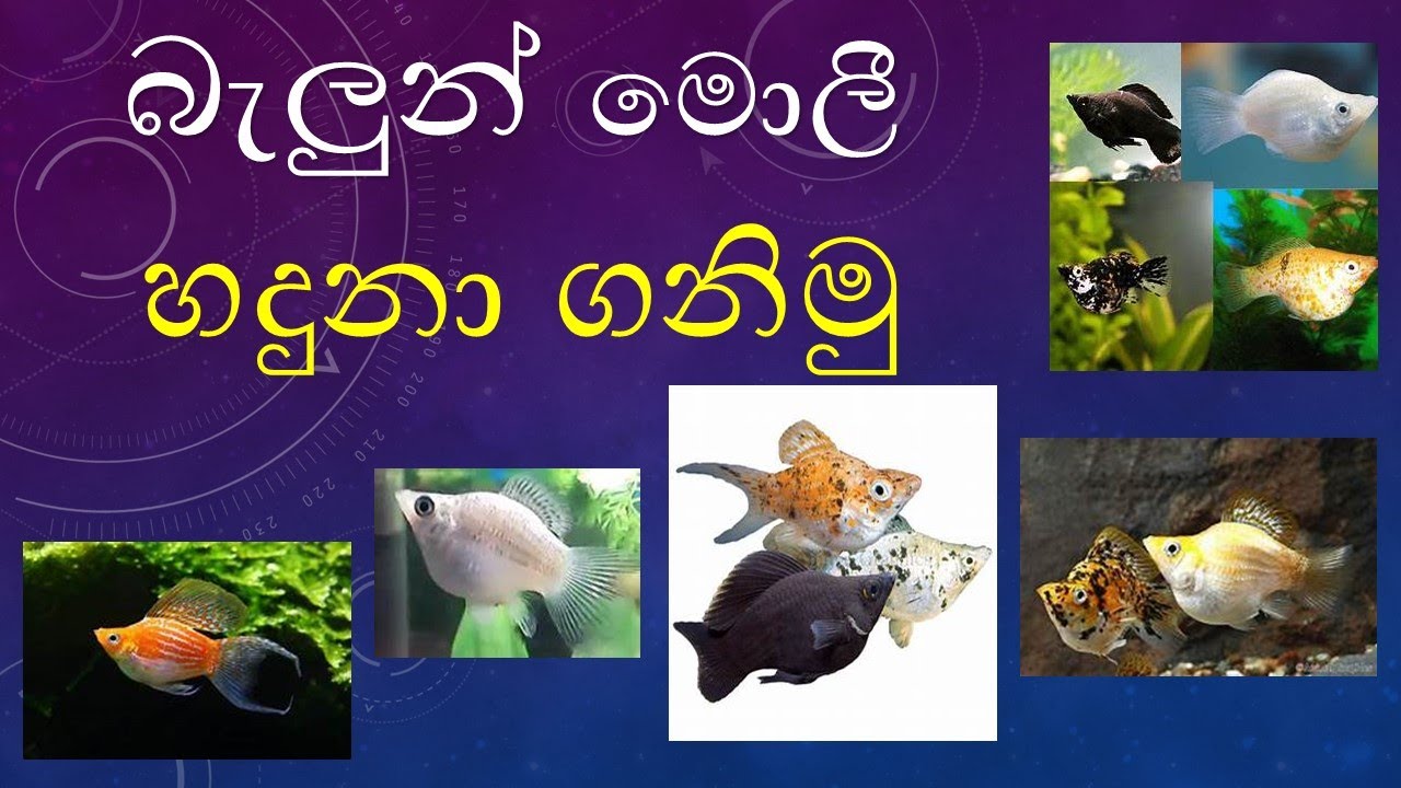 බැලුන් මොලී හදුනා ගනිමු