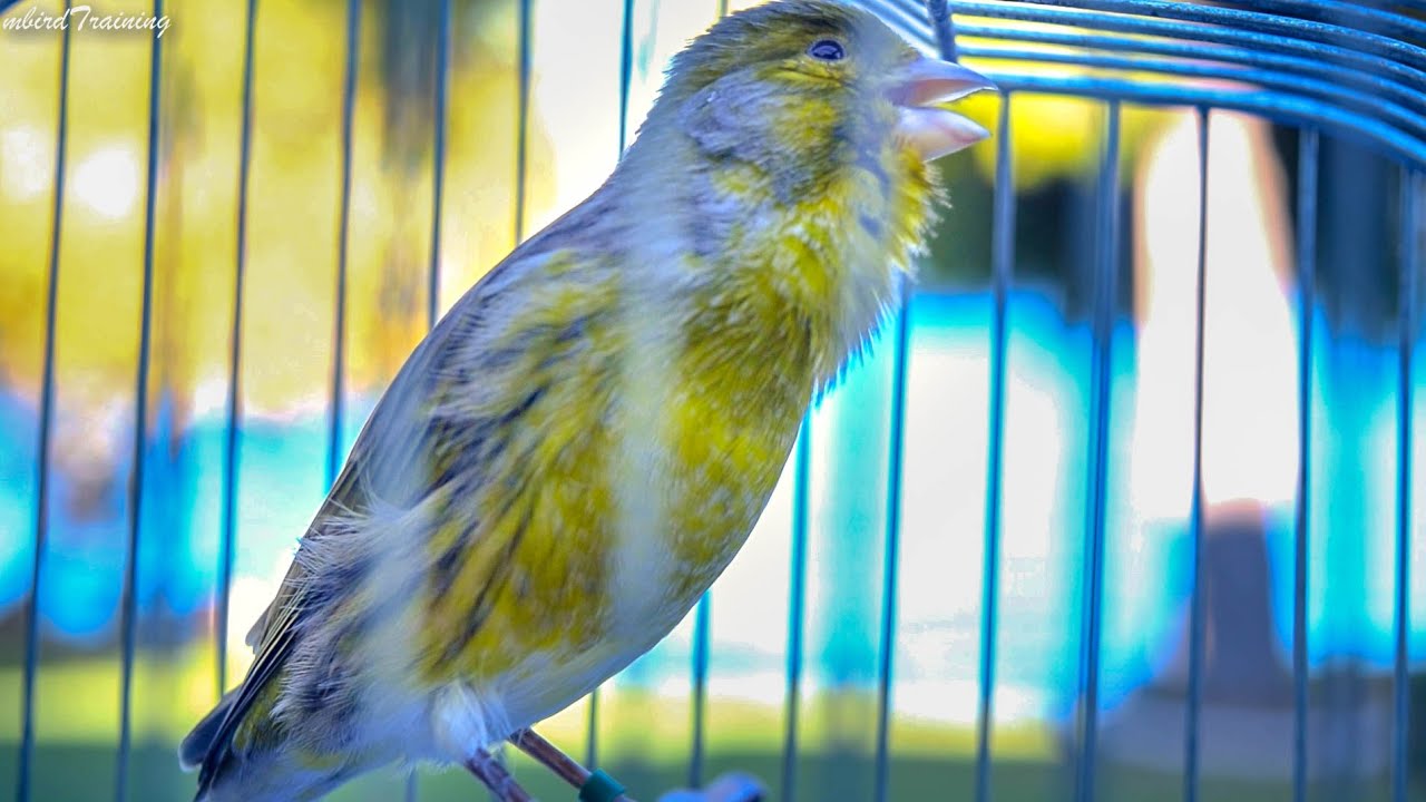 Spanish Timbrado canary song. A beautiful morning in the garden - Canary Training Song