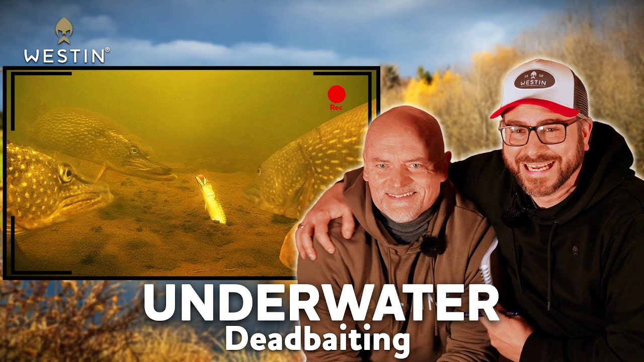 UNDERWATER - Deadbait fishing for pike | Westin Deadbait