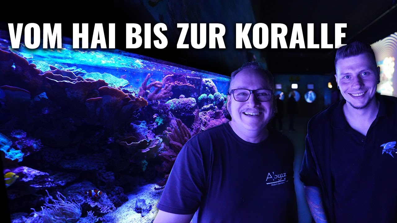 Zella Mehlis Aquarium - Vom HAI bis zur KORALLE mit Alex