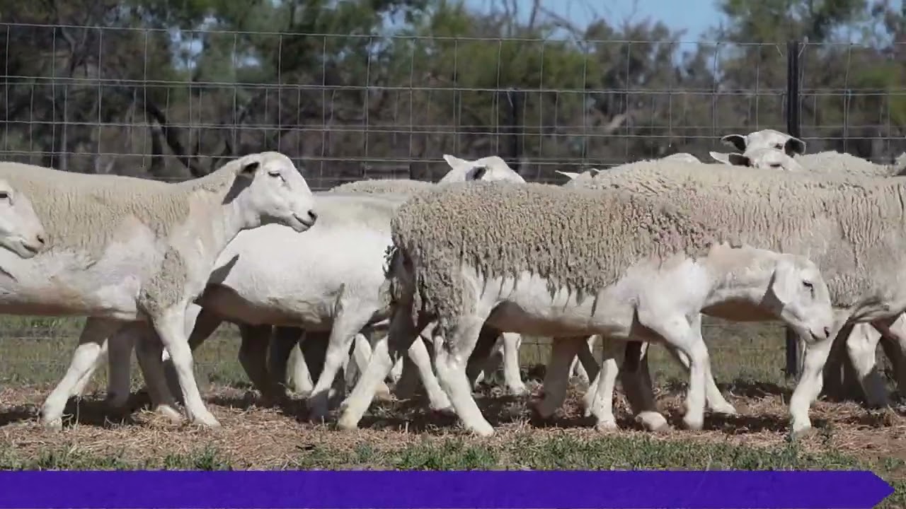 Culgoa UW Maiden Ewes. Sp 24