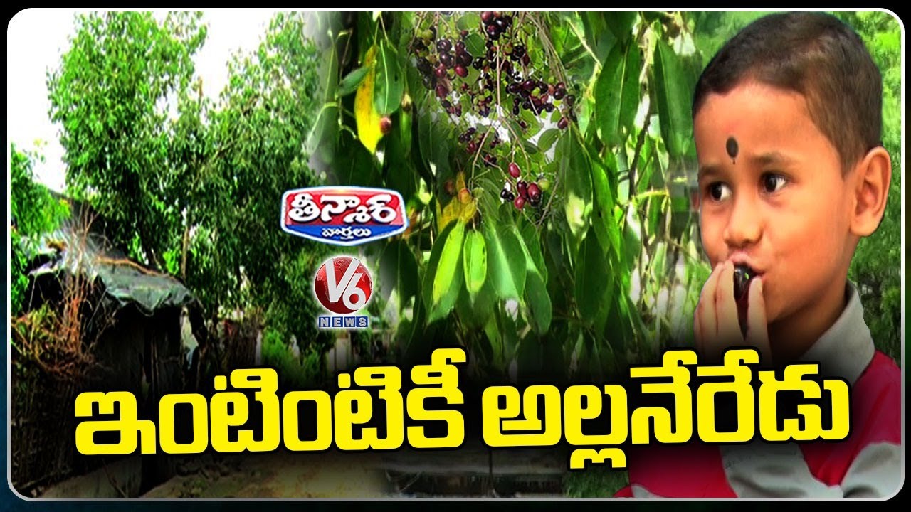 Jamun Fruit (Neredu Pandu ) Tree In Every House | Jatharla Village  | Adilabad | V6 Teenmaar