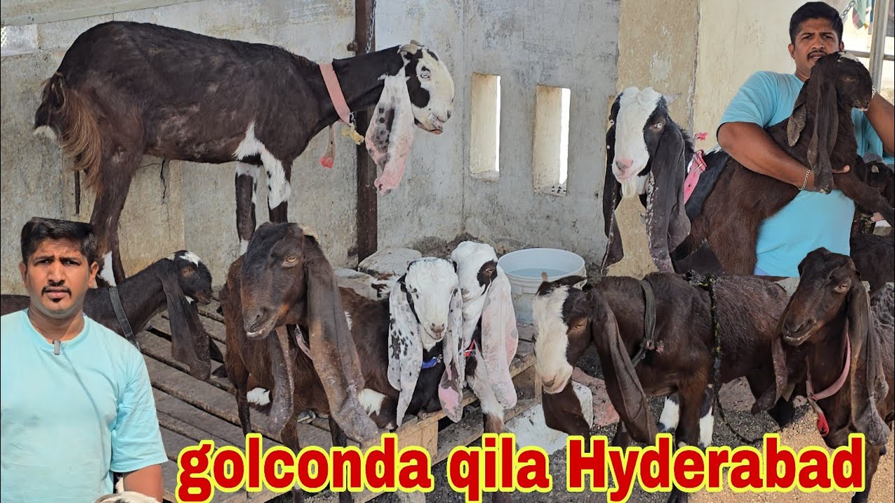 Golconda qila Hyderabadi goat nasi female quality breedline in hyderabad 