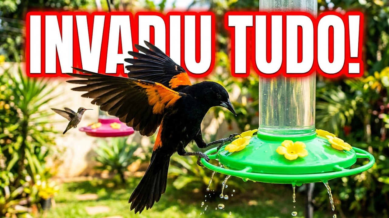QUE PÁSSARO É ESSE? INVADIU O POTE DOS BEIJA-FLORES!